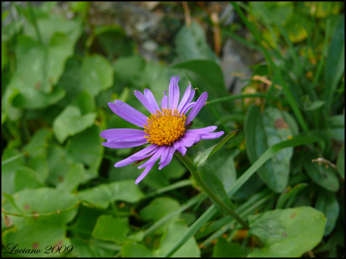 Aster alpinus / Astro alpino